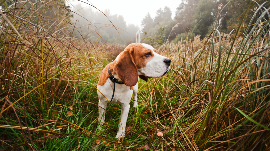 I skog och mark kan det vara både svårt för dig som hundägare att lokalisera hunden men också för hunden att hitta tillbaka. Foto: Shutterstock